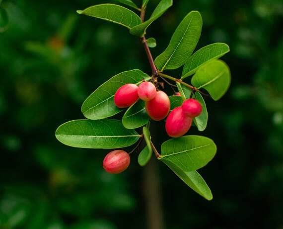 Kiehl's Turmeric & Cranberry Seed Energizing Radiance Masque 5 ml